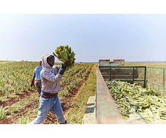 Aloe Vera Gel: il tuo alleato quotidiano per una vita sana piena di vitalità!