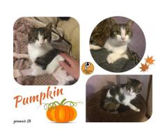 Protezione Micio Onlus: adozione gatta Pumpkin