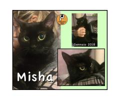 Protezione Micio Onlus: adozione gatta Misha